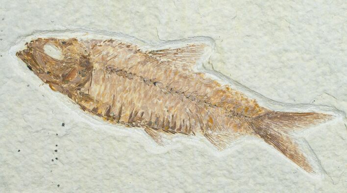 Inch Knightia Fossil Fish #4662
